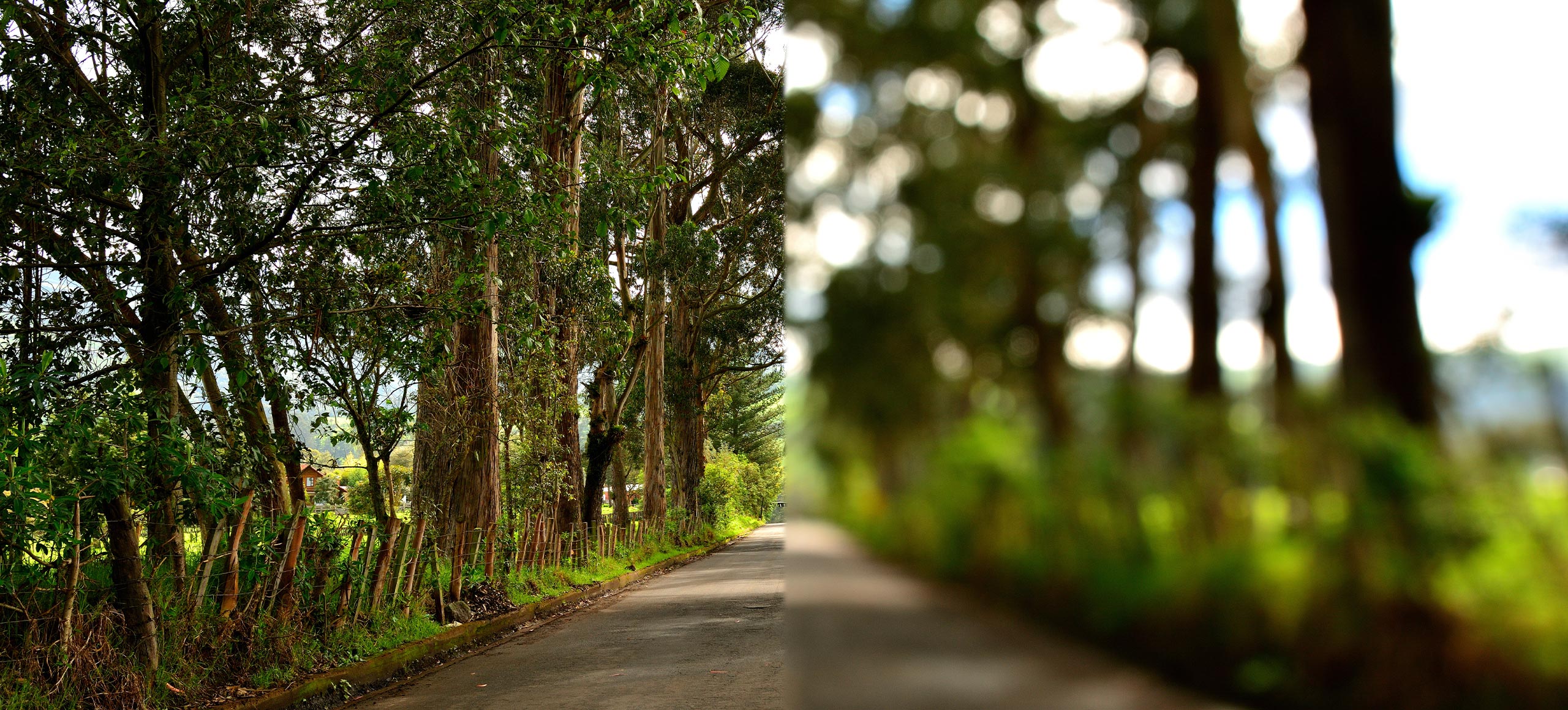 The image shows a serene landscape with a country road leading into a dense forest under a clear blue sky.